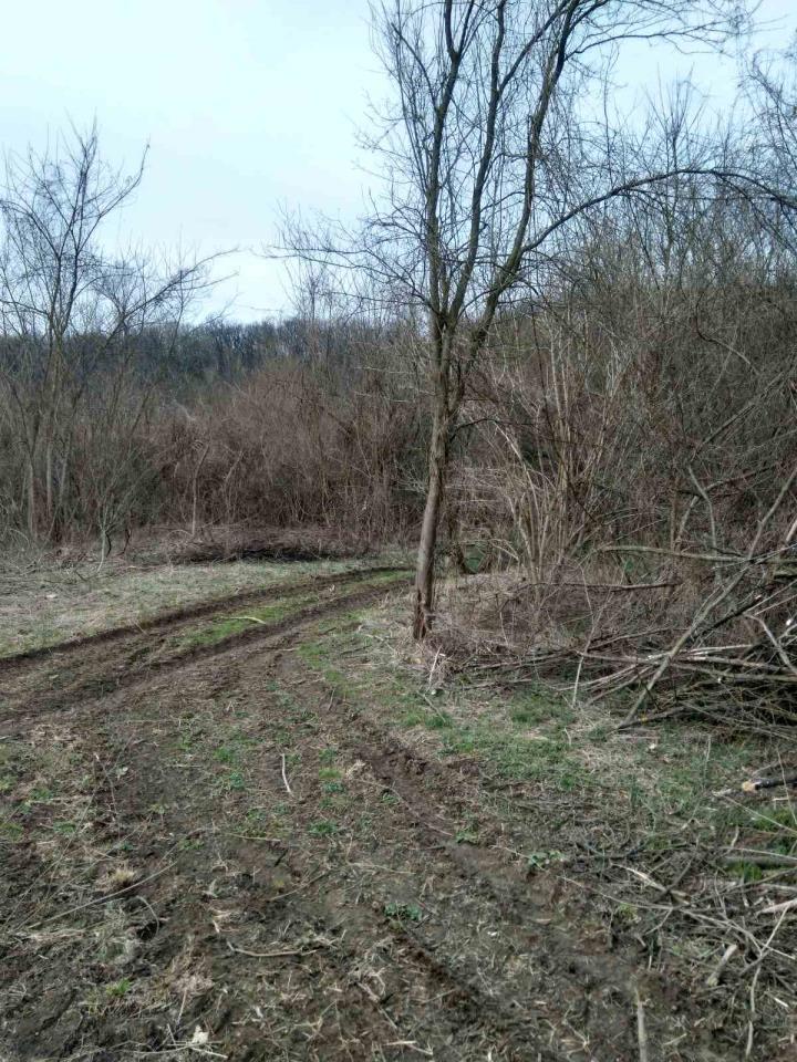 Čukarica Velika Moštanica