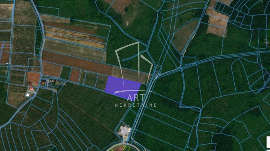 Popović, 127 ari ID#11231