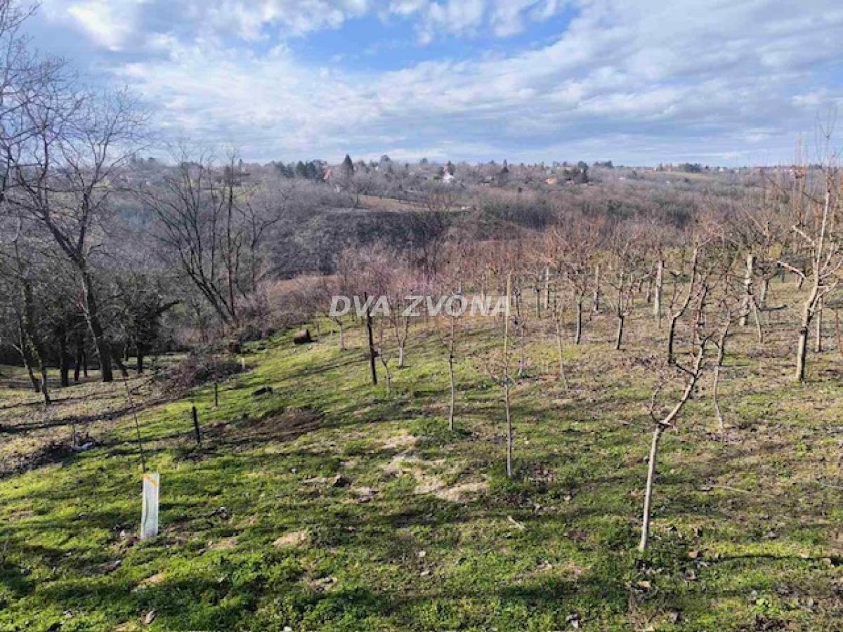 Voćnjak u rodu – Beli vrh, Čortanovci – 7 ari