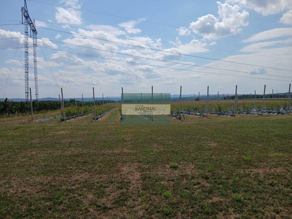 Ekskluzivno imanje sa plantažom borovnica, 2,85 ha u celini,cena po  dogovoru!