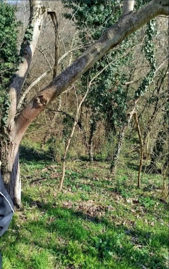 Ritopek plac 80 ari sa bagremovom šumom i voćnjakom ID#5379