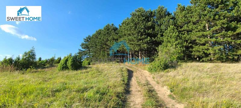 Bild 1124027
