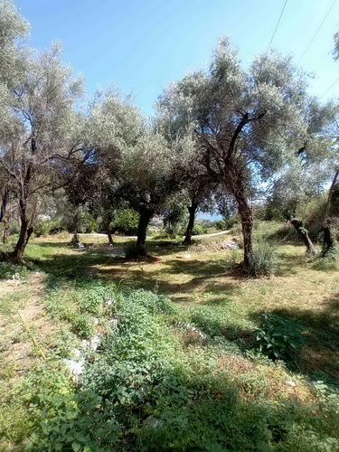 Bild 2377798