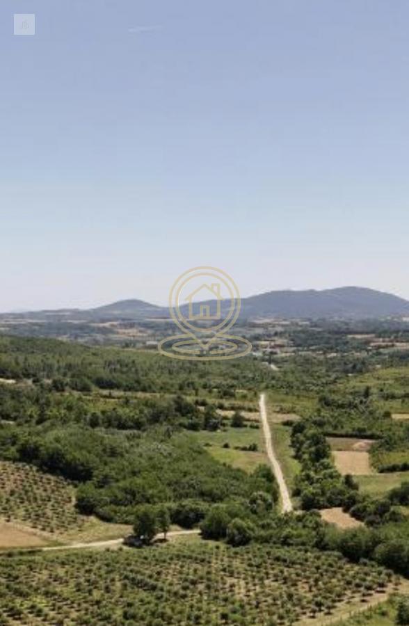 Bild 2411204